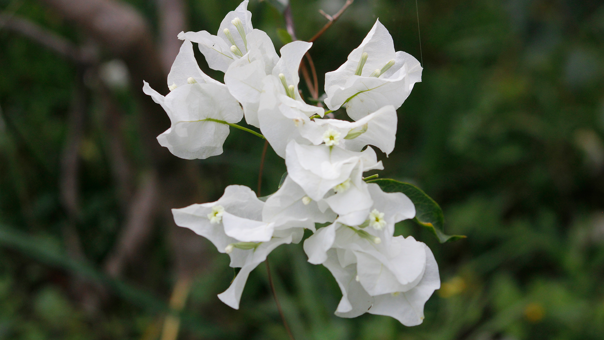 Conservación de Orquídeas