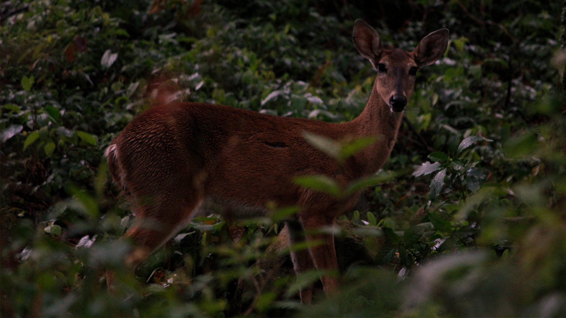 Conservación del Venado Cola Blanca